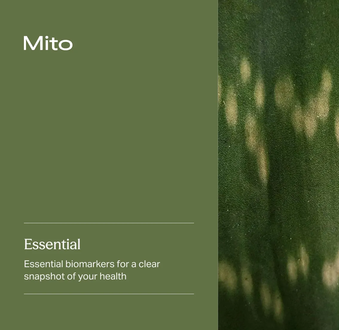 Mito Essential panel artwork for everyday biomarkers