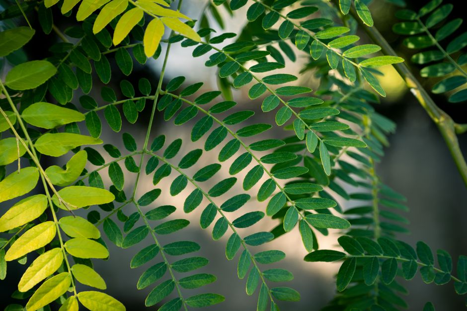 Spring Allergies: Practical Ways to Cope With Pollen