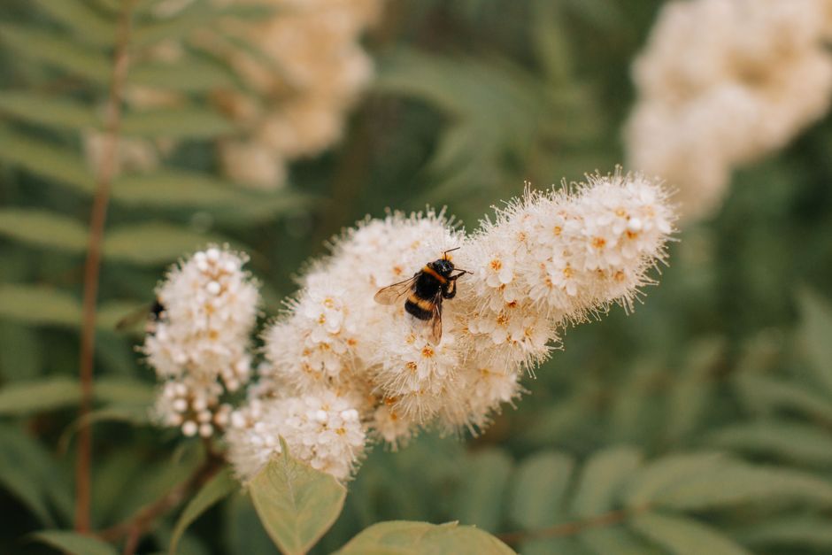 A close-up of a bee on white flowers surrounded by green leaves, symbolizing spring nature.