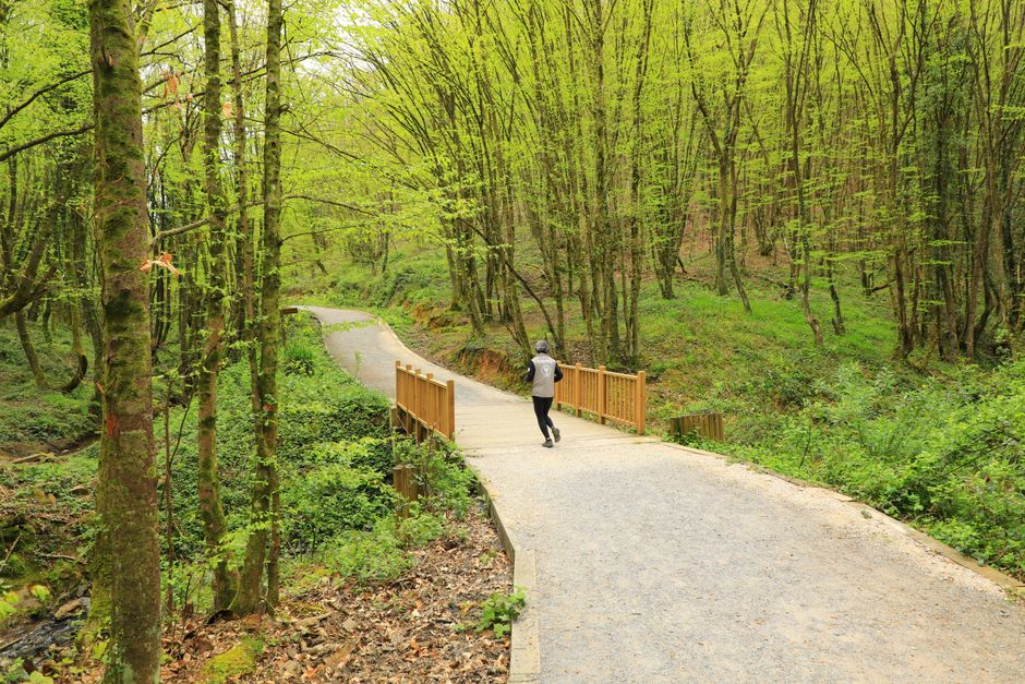 A lone jogger runs along a path through a vibrant green forest in spring.